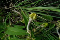 Ceropegia hirsuta